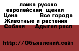 лайка русско-европейская (щенки) › Цена ­ 5 000 - Все города Животные и растения » Собаки   . Адыгея респ.